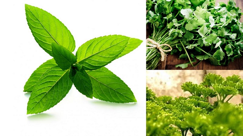 3 Health-Giving Herbs: Parsley, Cilantro, Peppermint